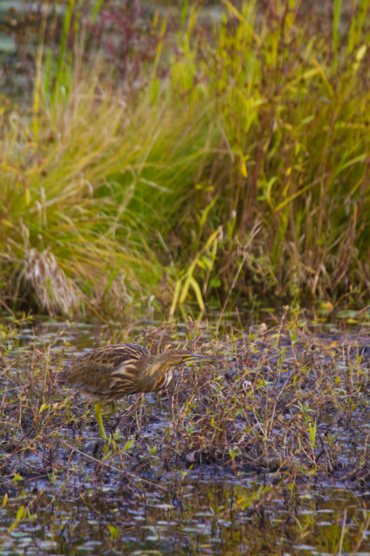 American Bittern